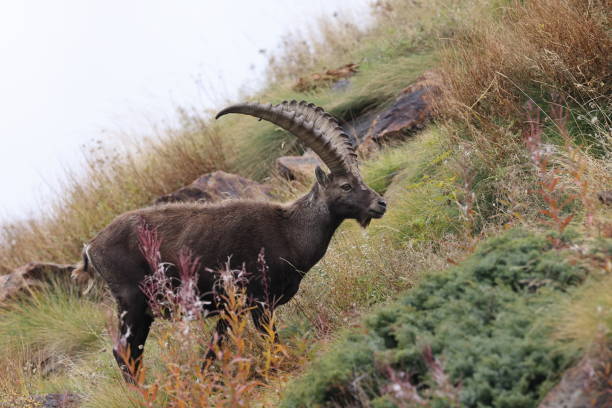 istock Alpine Ibex (Capra ibex ibex) Aosta Valley  Alps, Italy 2179742712