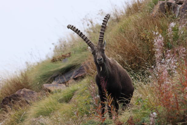 istock Alpine Ibex (Capra ibex ibex) Aosta Valley  Alps, Italy 2179742856