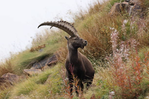 istock Alpine Ibex (Capra ibex ibex) Aosta Valley  Alps, Italy 2179742863