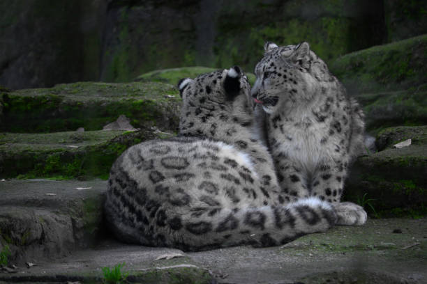 Snow leopard curious about the ground
