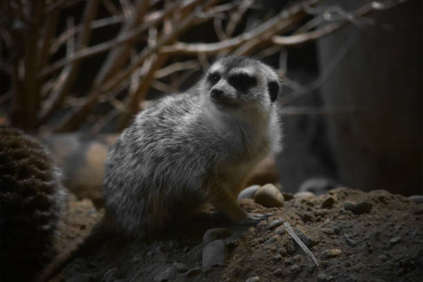 A meerkat stands alert on a barren piece of wood, surveying its surroundings with keen eyes against a natural backdrop