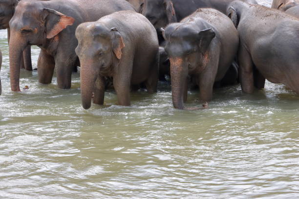 istock Elephants enjoy natural river bathing. Elephants bathing 2179746923