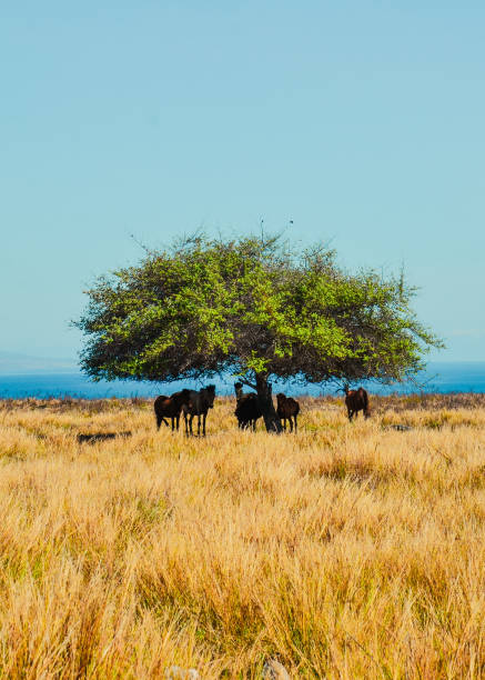 istock Single acacia tree and resting horse at the savanna 2179748138