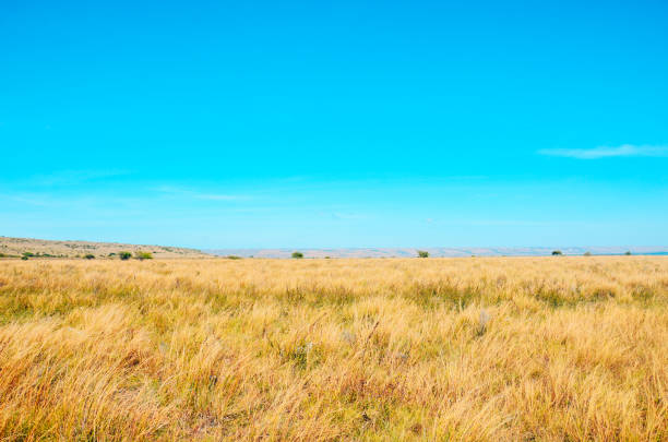 istock Golden meadows in the savanna fields with blue sky 2179748388