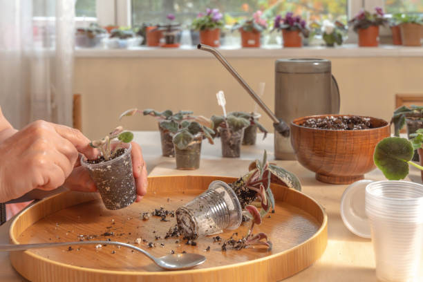 istock Florist compacts the soil with his finger in a plastic seedling cup with a violet bush (Saintpaulia) seedling 2179748712
