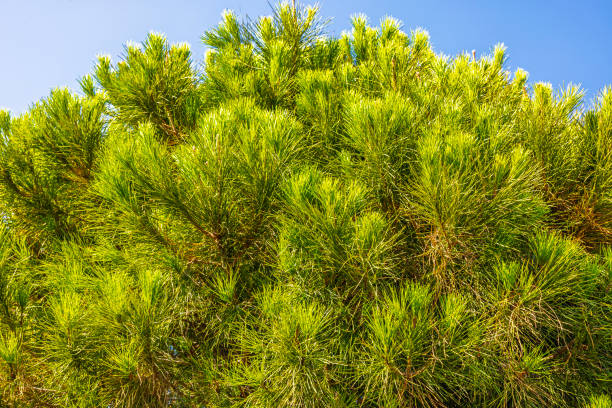 Branches of dense mountain pine with bright green needles under clear blue sky on sunny day. Greece.