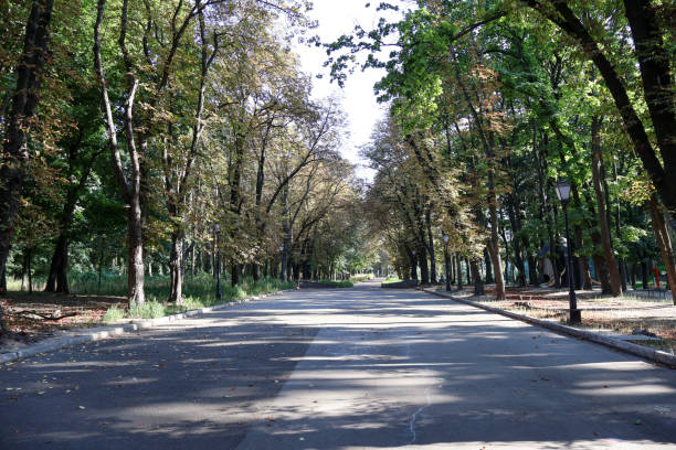 istock Tree-Lined Park Pathway with Sunlight Filtering Through Foliage in Early Autumn 2179751547