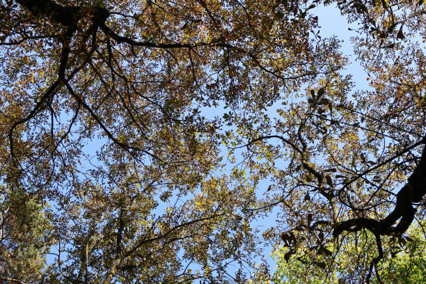 Canopy of Autumn Trees with Blue Sky Visible Through Branches