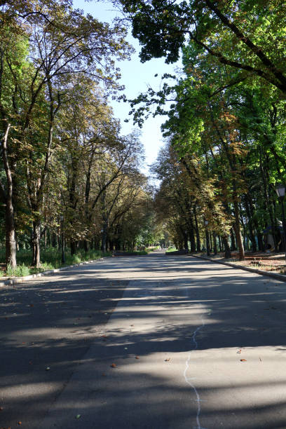 istock Sunlit Empty Pathway Surrounded by Tall Trees in a Quiet Urban Park 2179752304