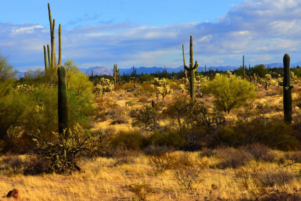 istock Central Sonora Desert Arizona 2179753384