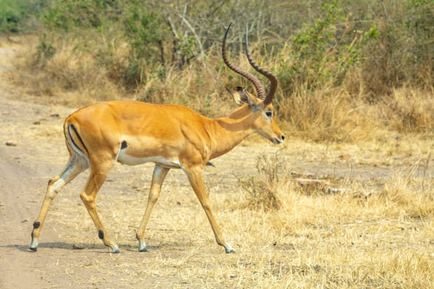 A beautiful impala with striking, curved horns gracefully walks along a dirt path in a dry savanna. The golden grasses and sparse vegetation create a perfect natural backdrop, highlighting the impala's sleek build and stunning coloring. Captured in the wild, this image evokes the serenity and untamed beauty of Africa’s wildlife.