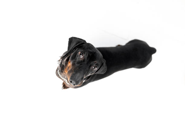 Dachshund Dog Looking Up. Dog isolated on white