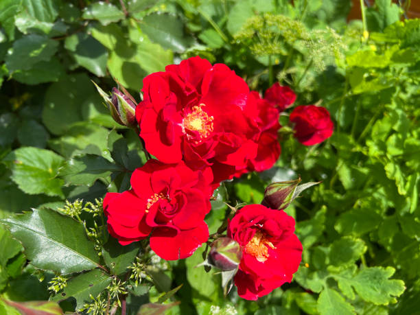 istock Red Corsair, shrub rose 2179757944