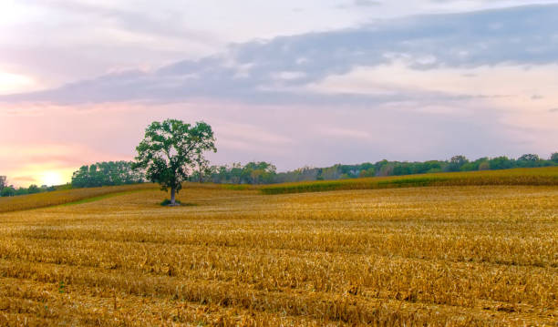 istock Field of Corn Stubble at sunrise-Central Wisconsin 2179758030