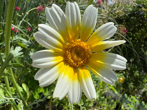 istock Floraedible, Chrysanthemum, coronarium 2179758047