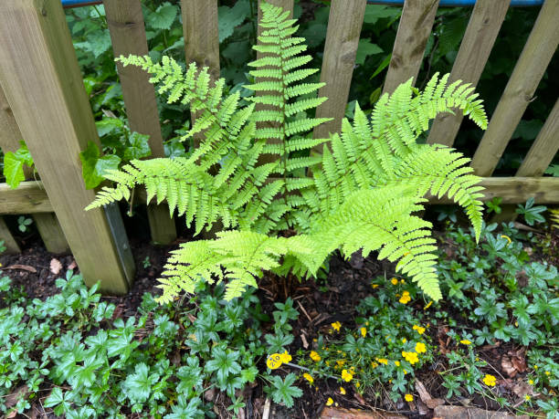 istock Worm fern, Dryopteris filix-mas 2179758365