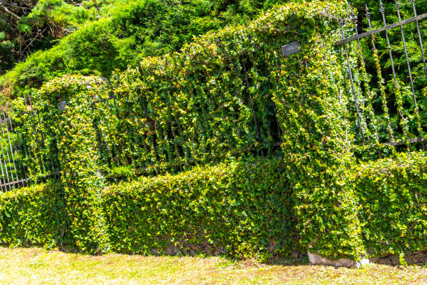 Lush green hedge extends horizontally against a vibrant blue sky, offering a serene natural backdrop
