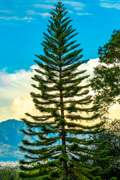 Tropical beautiful big trees tree and blue sky with clouds in Para Heredia Costa Rica in Central America.