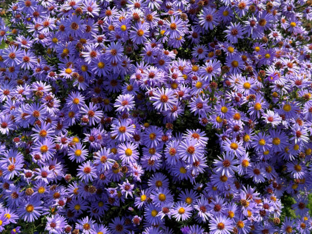 istock Pretty purple aster flowers 2179761680