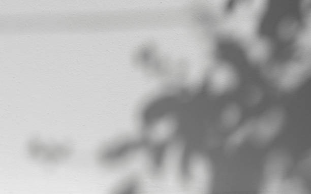 istock Soft shadow of tropical natural leaves. tree leaves isolated 2179761788