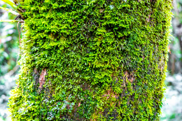 istock Green moss and lichen on tree bark in the forest. 2179762571