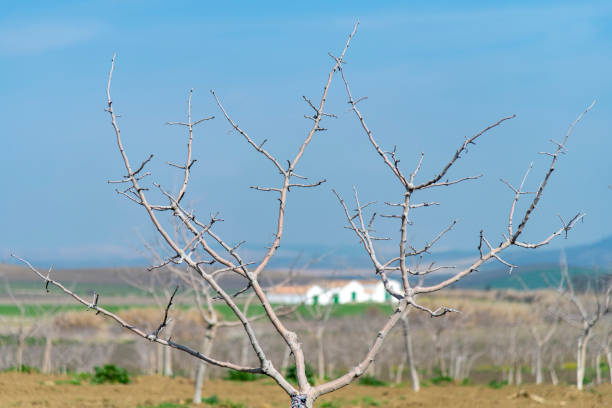 Close up of bare branches of young fruit trees in landscape around Cordoba, Spain with background orchard and white, green and orange farmhouse out of focus