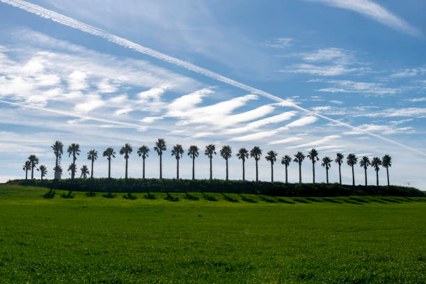Long row of silhouette palm trees throwing long shadow on green field of grass backlit by the sun and blue sky with feather clouds