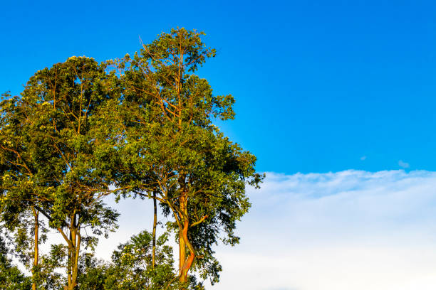 Eucalyptus tree with colorful bark trees firs nature and plants in the mountains and forests in Para Heredia Costa Rica in Central America.