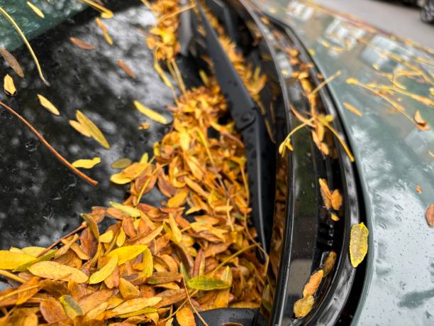 istock Autumn leaves on car 2179767089