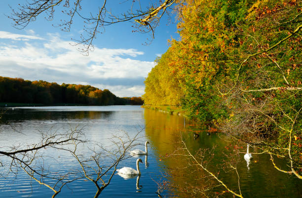Decksteiner Weiher with swans in the City forest of Cologne