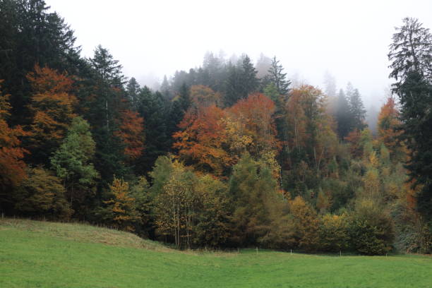 Colorful trees, green grass in foreground, thickening fog in the background
