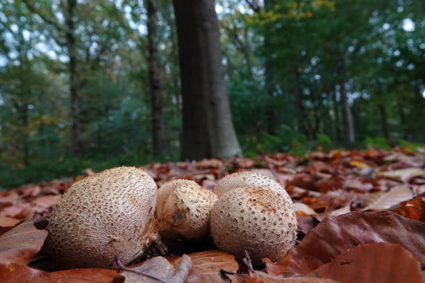 istock Closeup on a poisonous Common earthball, Scleroderma citrinum, mushroom growing on the ground 2179773343