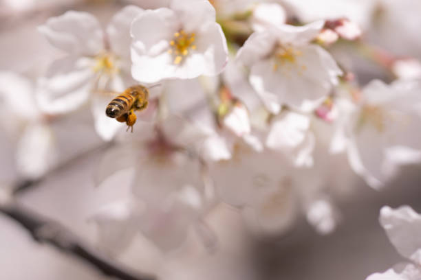 istock Flowering tree branch with white flowers. Spring background. Blooming tree branches white flowers and blue sky background, close up. Cherry blossom, sakura garden, spring orchard, spring sunny day. 2179773970