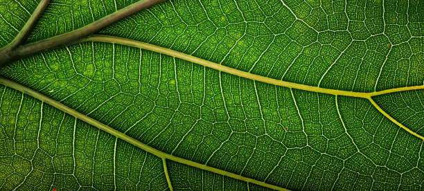 green fiddle leaf fig tree, plant macro shot for eco products background