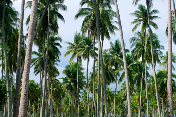 istock Lush Tropical Coconut Palm Tree Landscape Under Cloudy Sky 2179775348