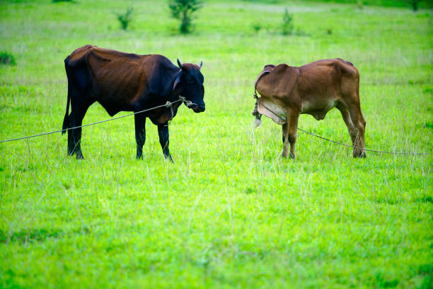 A serene view of cows and a calf grazing in a lush green field. The tranquil rural landscape showcases the beauty of farm life and nature.