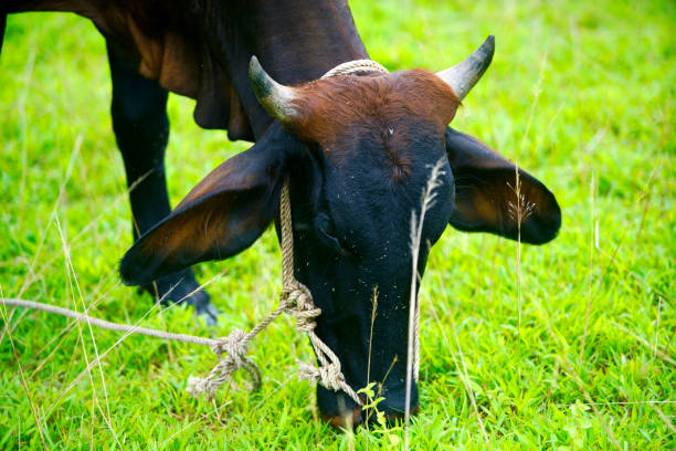 A close-up of a grazing cow in a vibrant green field, showcasing its peaceful demeanor in a rural agricultural setting, embodying nature's tranquility.