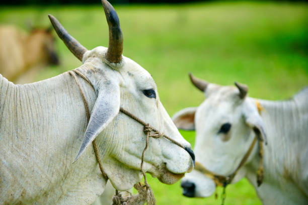 A serene close-up view of white cows in a lush green field, showcasing their gentle features and calm demeanor against a vibrant rural backdrop.