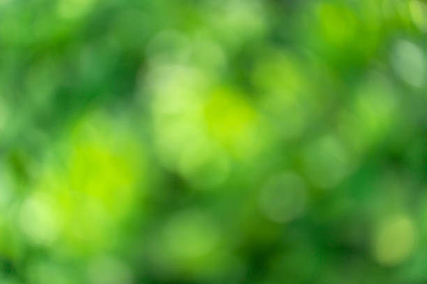 istock green abstract background. blurred plant leaves, nature bokeh 2179775448
