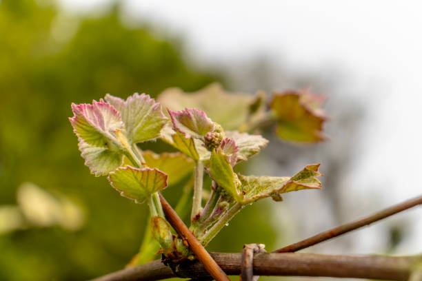vine / vine / grapes / vine stems / grape stem shoots /Vitis vinifera L.