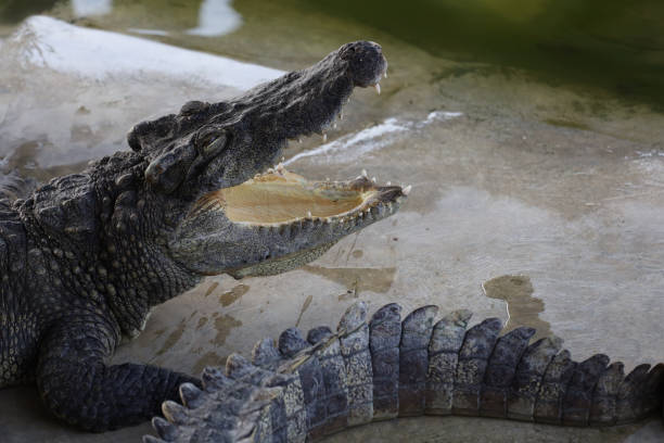 istock The crocodile rest on floor near canal 2179785047