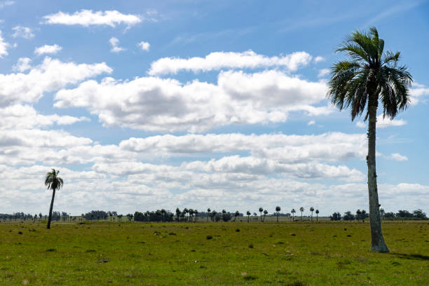 Panoramic view over the pampas low grasslands in Rocha department, Uruguay with palm trees  Butia odorata or South American jelly palm (Palmaras de Rocha) with a white clouded sky