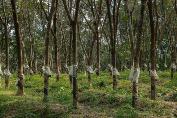 Rows of tree at the rubber plantation