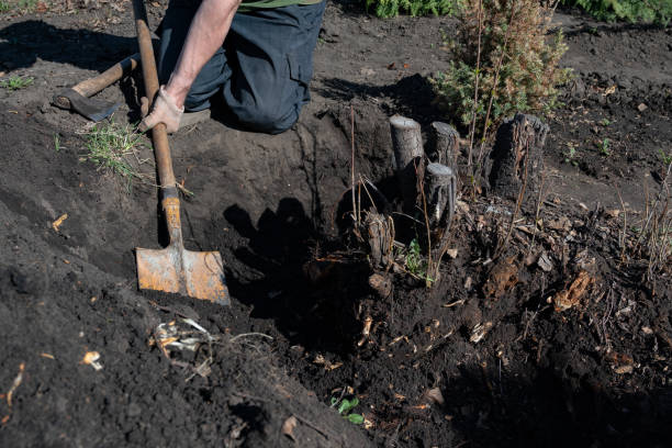 istock Closeup of gardener in the spring trying to remove a dry tree by pulling out his roots with spade 2179787824