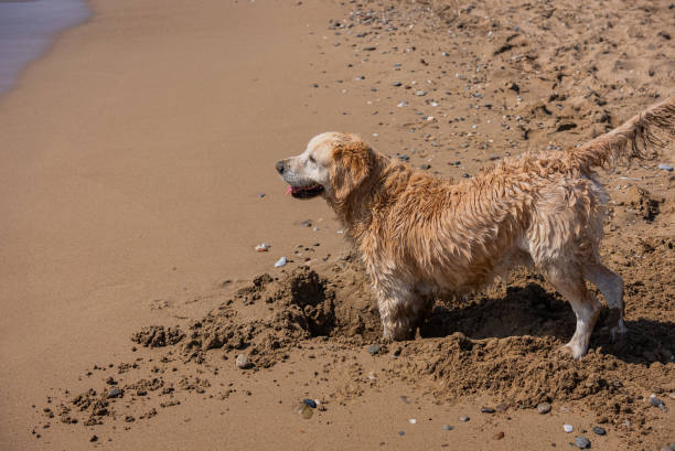 Pyrenean Mountain Dog. Dog playing in a muddy puddle. Puppy. Climate change, heat.