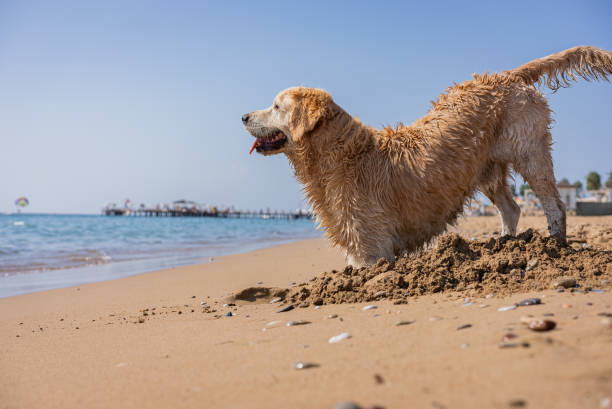 A Golden Retriever digging a hole in the sand at the beach