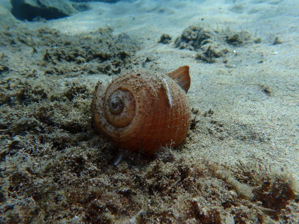 Giant tun or giant Pacific tun (Tonna galea) shell undersea, Aegean Sea, Greece, Halkidiki, Pirgos beach