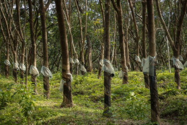 istock Rows of tree at the rubber plantation 2179789599