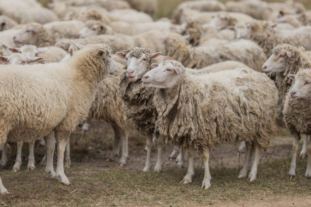 flock of sheep on the heathlands near the town of Ermelo in the Veluwe region in the Dutch province of Gelderland; Ermelo, Netherlands