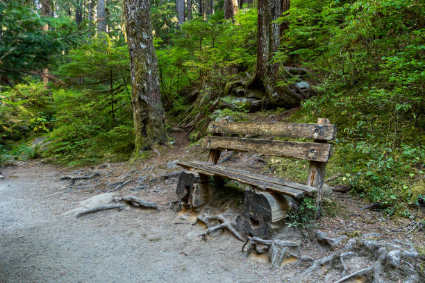 istock Old wooden bench in a forest 2179793406